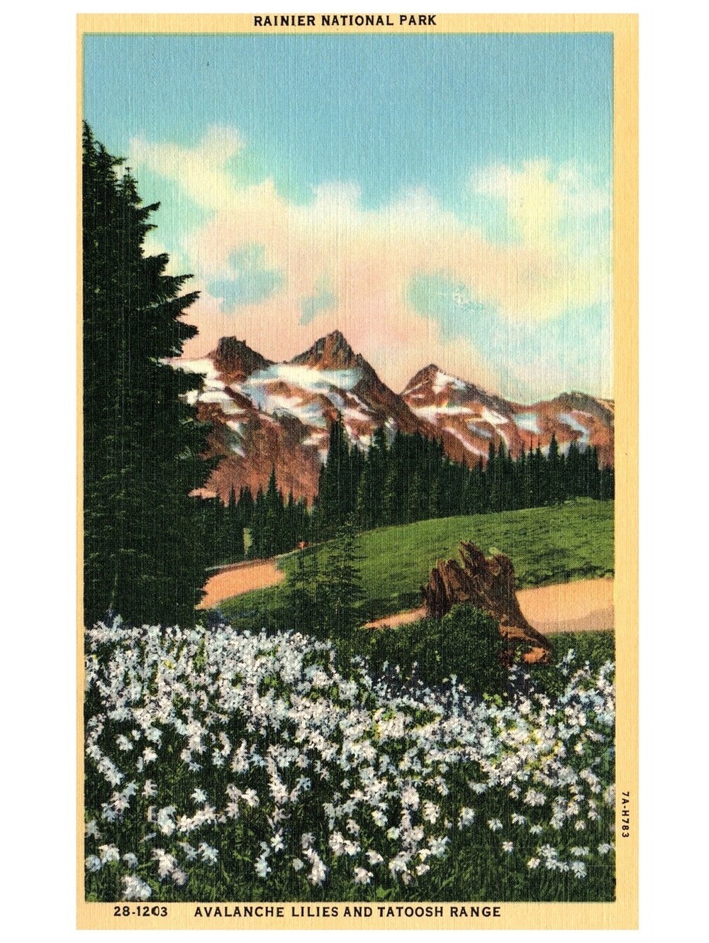 Vintage Postcard 1940s Avalanche Lilies Tatoosh Range Rainier National Park